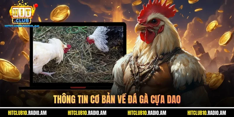 thong-tin-co-ban-ve-da-ga-cua-dao